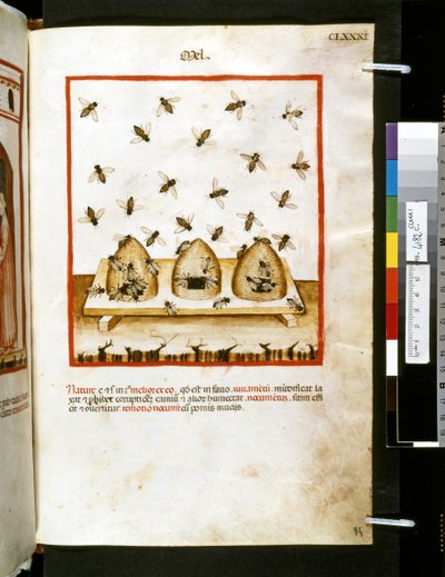  av Giovannino de
