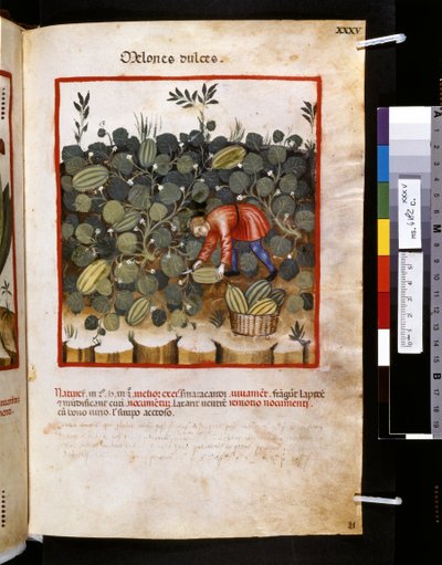  av Giovannino de