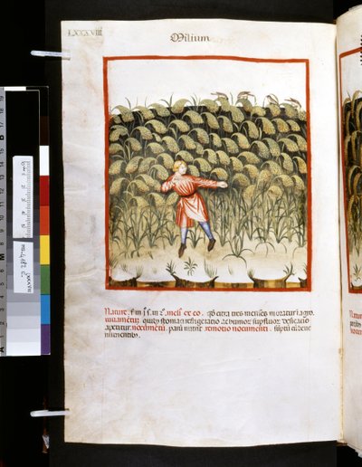  av Giovannino de