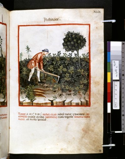 av Giovannino de