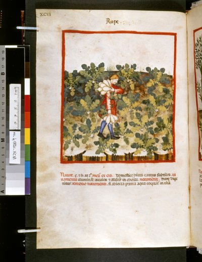  av Giovannino de