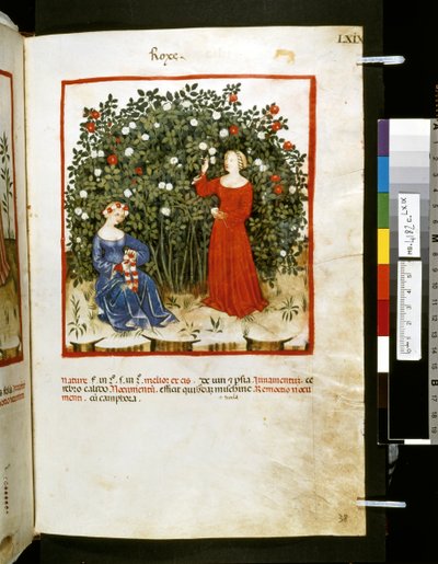  av Giovannino de