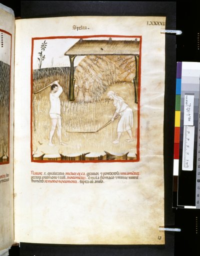  av Giovannino de