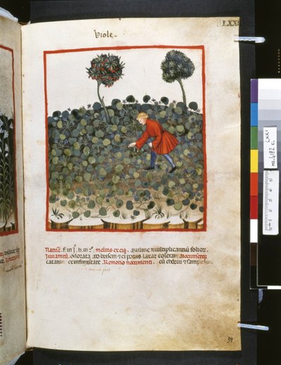  av Giovannino de