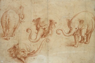Fire studier av en elefant, tidlig på 1500-tallet av Giulio Romano
