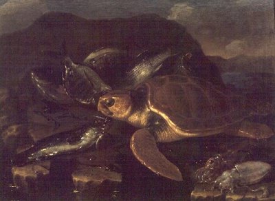 Stilleben med en fisk og en skilpadde av Giuseppe Recco