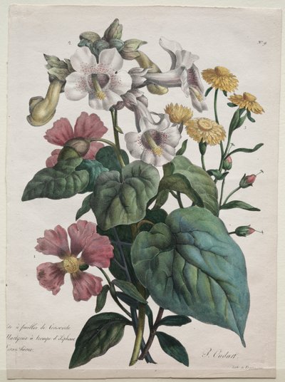 Naturhistorisk leksjon, som inneholder hovedartene i dyreriket, klassifisert metodisk: Martynia eller Unicorn Plant av Godefroy Engelmann