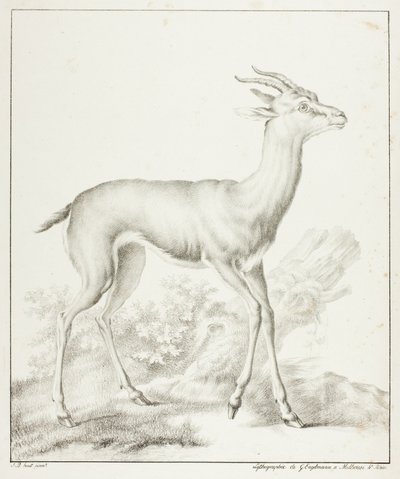 Antilope av Gottfried Engelmann