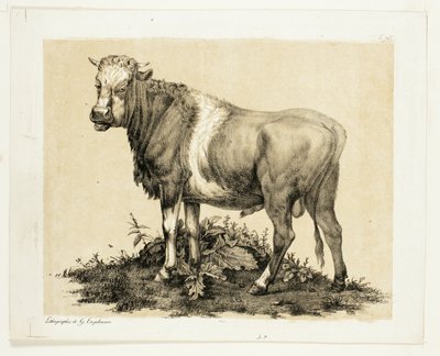 Oksen av Gottfried Engelmann