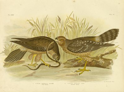 Alliert Harrier eller Spotted Harrier, 1891 av Gracius Broinowski
