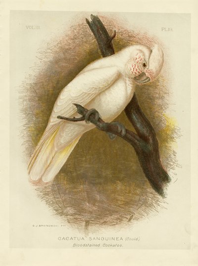 Blodfarget kakadu, 1891 av Gracius Broinowski