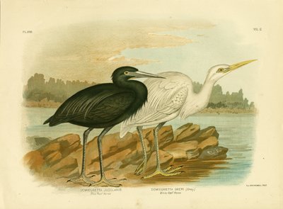 Blue Reef Heron, 1891 av Gracius Broinowski