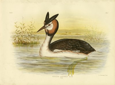 Storfugl, 1891 av Gracius Broinowski