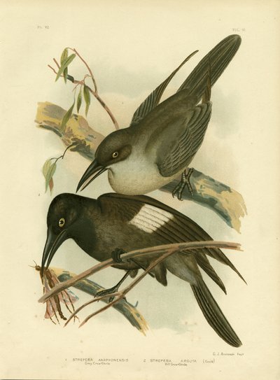 Grey Crow-Shrike, 1891 av Gracius Broinowski