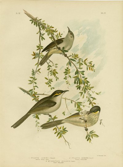Lewin Honeyeater, 1891 av Gracius Broinowski