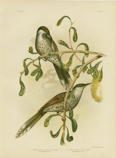 Lumulert Wattlebird Eller Little Wattlebird, 1891 av Gracius Broinowski