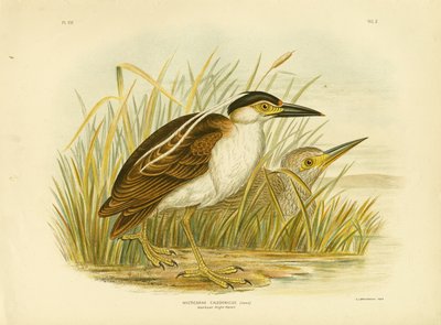Nankeen Night Heron eller Nankeen Night Heron, 1891 av Gracius Broinowski