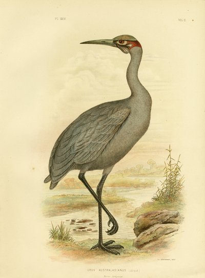 Innfødt følgesvenn eller Brolga, 1891 av Gracius Broinowski
