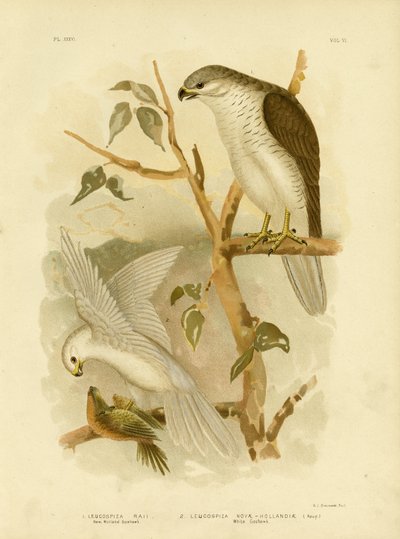 New Holland Goshawk, 1891 av Gracius Broinowski