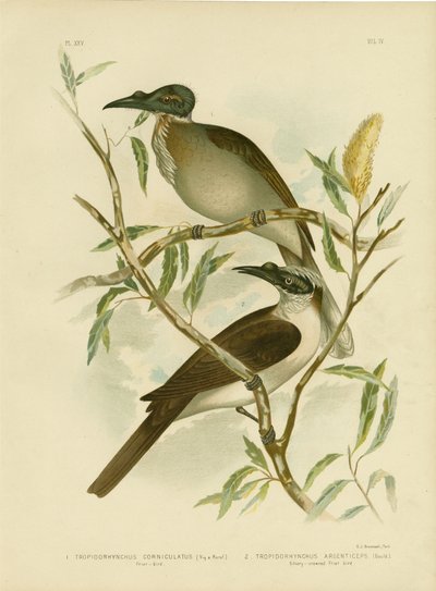 Noisy Friarbird, 1891 av Gracius Broinowski