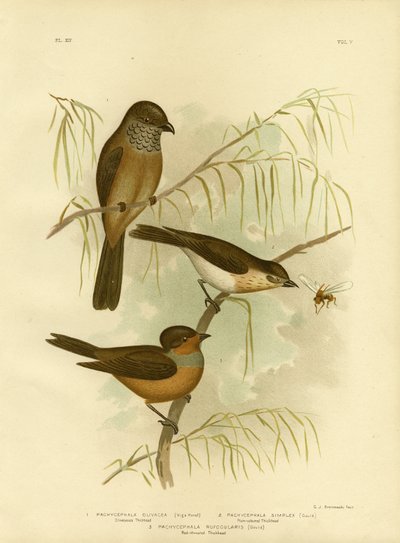 Olivenaktig Thickhead eller Olive Whistler, 1891 av Gracius Broinowski