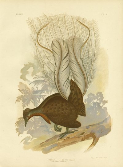 Prins Alberts Lyrebird, 1891 av Gracius Broinowski