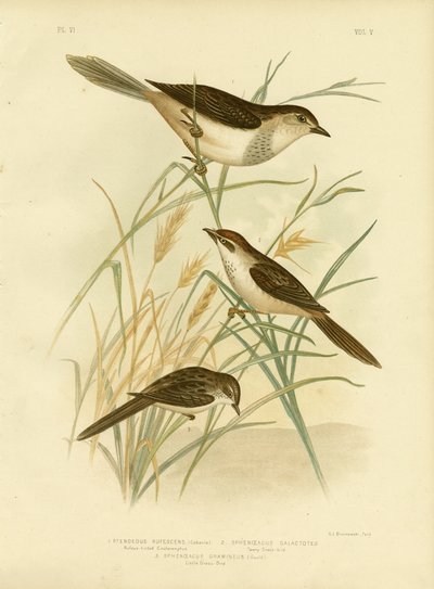 Rufous-tinted Cincloramphus or Rufous Songlark, 1891 av Gracius Broinowski