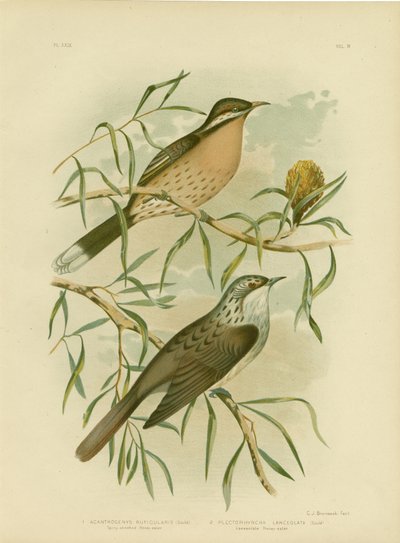 Honeyeater med piggete kinn, 1891 av Gracius Broinowski