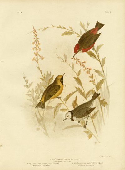 Trefarget Ephthianura, 1891 av Gracius Broinowski