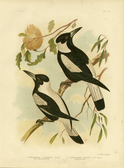 Kråkeskrike med hvit rygg, 1891 av Gracius Broinowski