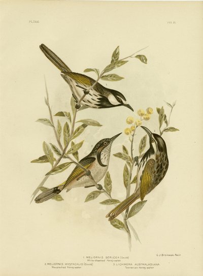 White-Cheeked honningeater, 1891 av Gracius Broinowski