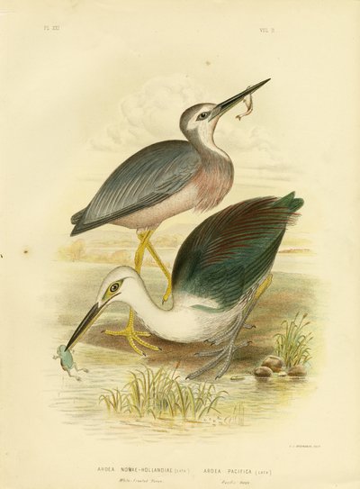 White-faced Heron, 1891 av Gracius Broinowski