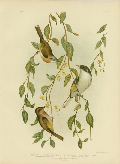 Hvitstrupet honningeter, 1891 av Gracius Broinowski
