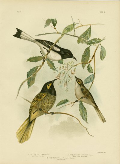 Honningeater med gul ansikt, 1891 av Gracius Broinowski