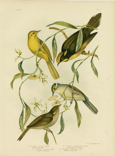 Gul honningeater, 1891 av Gracius Broinowski