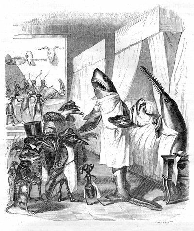 Karikatur: Fische - Ärzte: Grandville-Stich, aus dem Buch „Privates und öffentliches Leben der Tiere (Les animaux peints par eux-mêmes)“, Hetzel-Ausgabe 1867, S. 551 - Ein Hai und ein Sägefisch (Fischsäge) am Krankenbett einer kranken Person im Bett. von Grandville (1803-47)
