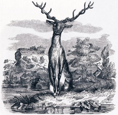 Hjorten ser på seg selv i vannet - Fables av La Fontaine av Grandville