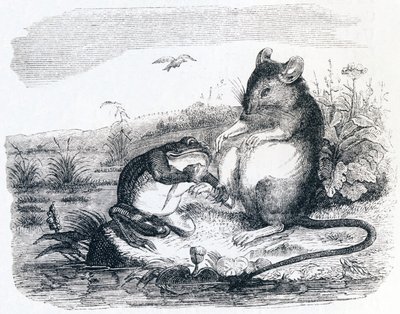 Frosken og rotta - Fabler av La Fontaine av Grandville