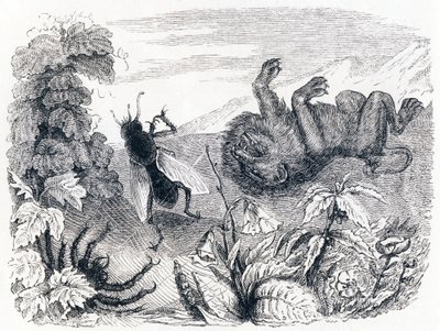 Løven og midten - Fabler av La Fontaine av Grandville