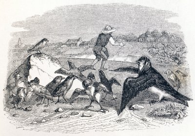 Svalen og småfuglene - Fabler av La Fontaine av Grandville