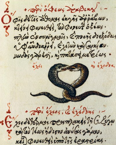 Slangekobling, test og miniatyr fra De animalium natura et proprietate libellus, av Aelianus (2.-3. århundre e.Kr.) av Greek School