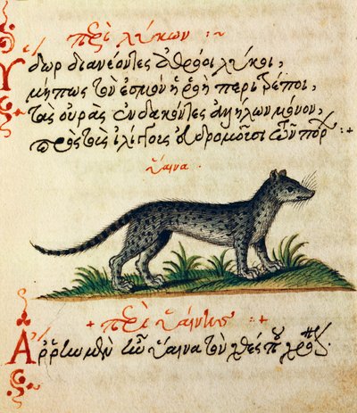 Avhandling om hyene, test og miniatyr fra De animalium natura et proprieta libellus, av Aelianus (2.-3. århundre e.Kr.) av Greek School