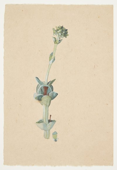 Studie av en blomst av Gudrun Traustedt
