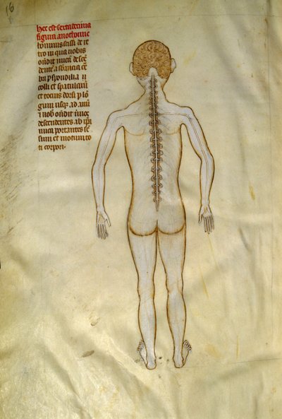 Anatomi og kirurgiske tavler: ryggmargen (i ryggvirvlene i ryggsøylen). I ""Liber notables Philippi den syvende kongen av frankerne, hentet fra bøkene til Galien""" av Gui de Pavia rundt 1345. Chantilly, Musee Conde av Guido da Vigevano da Pavia