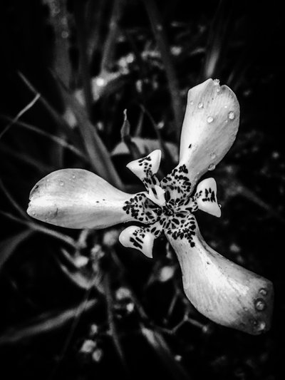 Blomst nr. 53 (bilde) av Guilherme Pontes