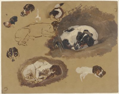 Studier av en jakthund av Guillaume Anne van der Brugghen