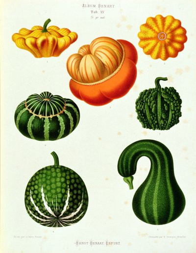 Marrows: fra "Album Benary"-fanen. XV av Guillaume Severeyns