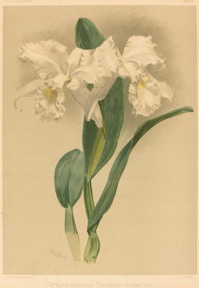 Cattleya Mendelii Quorndon House Var. av Gustav Leutzsch after Henry George Moon