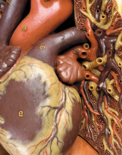 Detalj av en mannlig anatomisk ecorche-modell, som viser muskler, arterier og vener, sirkulasjonen og nervesystemet av Gustav Zeiller