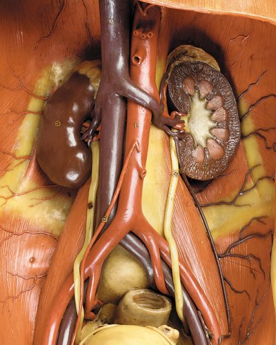 Detalj av en mannlig anatomisk ecorche-modell, som viser muskler, arterier og vener, sirkulasjonen og nervesystemet (voks) (se også 469822 til 469827) av Gustav Zeiller
